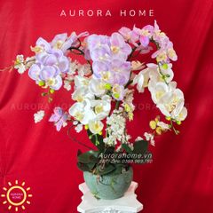 Chậu hoa lan hồ điệp An Yên Lạc Cảnh xinh xắn