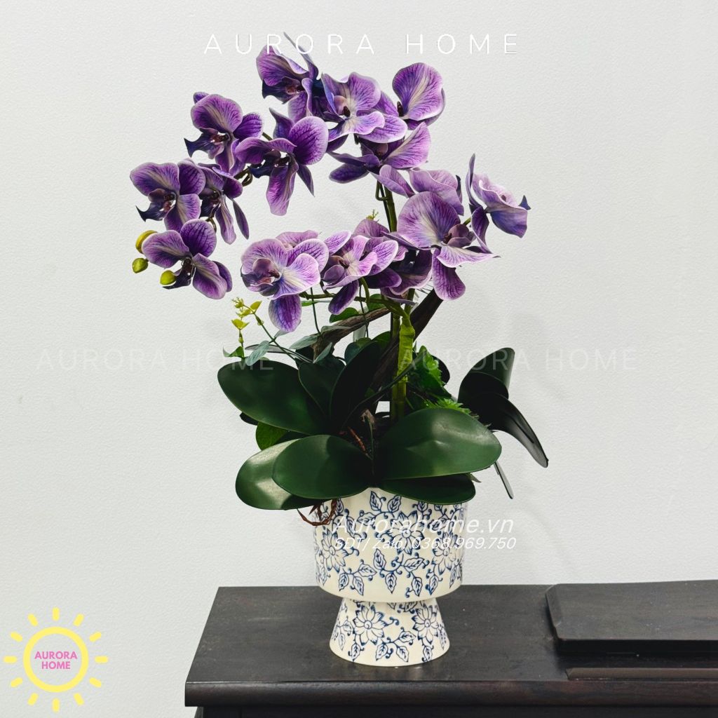 Chậu hoa lan hồ điệp Quyên Cát cao cấp