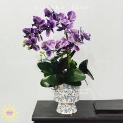 Chậu hoa lan hồ điệp Quyên Cát cao cấp
