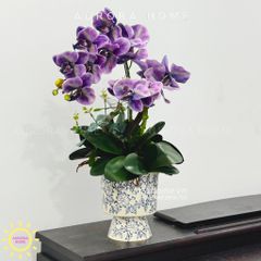 Chậu hoa lan hồ điệp Quyên Cát cao cấp