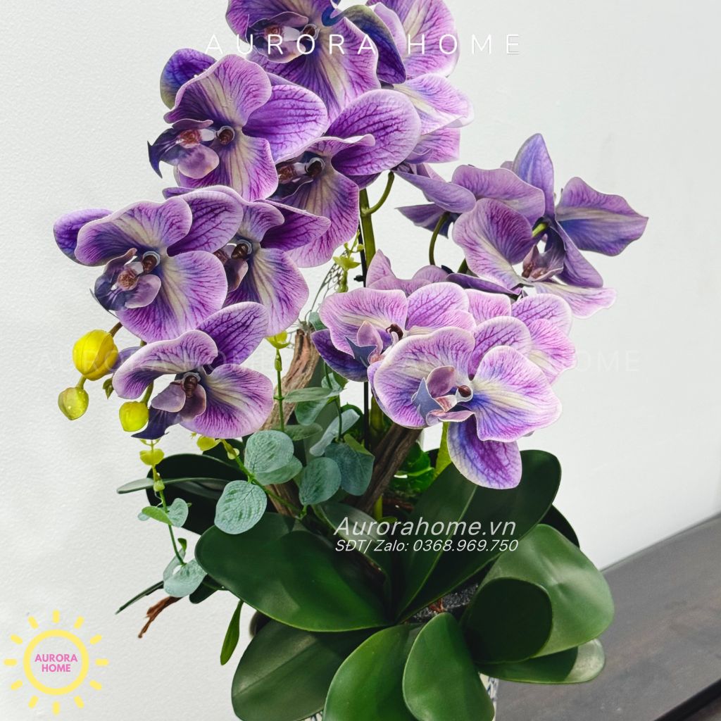 Chậu hoa lan hồ điệp Quyên Cát cao cấp