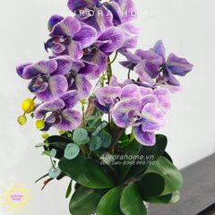 Chậu hoa lan hồ điệp Quyên Cát cao cấp