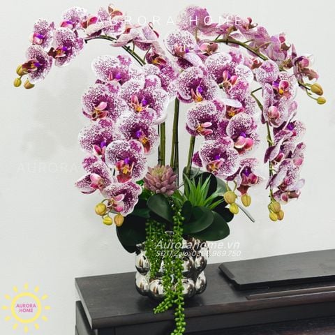 Chậu hoa lan hồ điệp Sơ Tình cao cấp