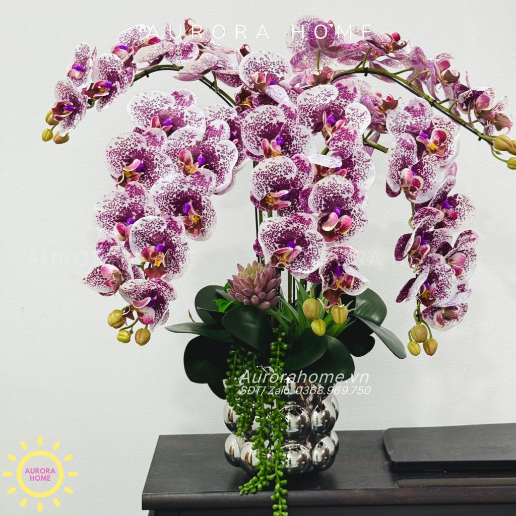 Chậu hoa lan hồ điệp Sơ Tình cao cấp