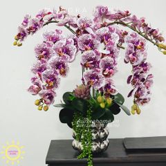 Chậu hoa lan hồ điệp Sơ Tình cao cấp