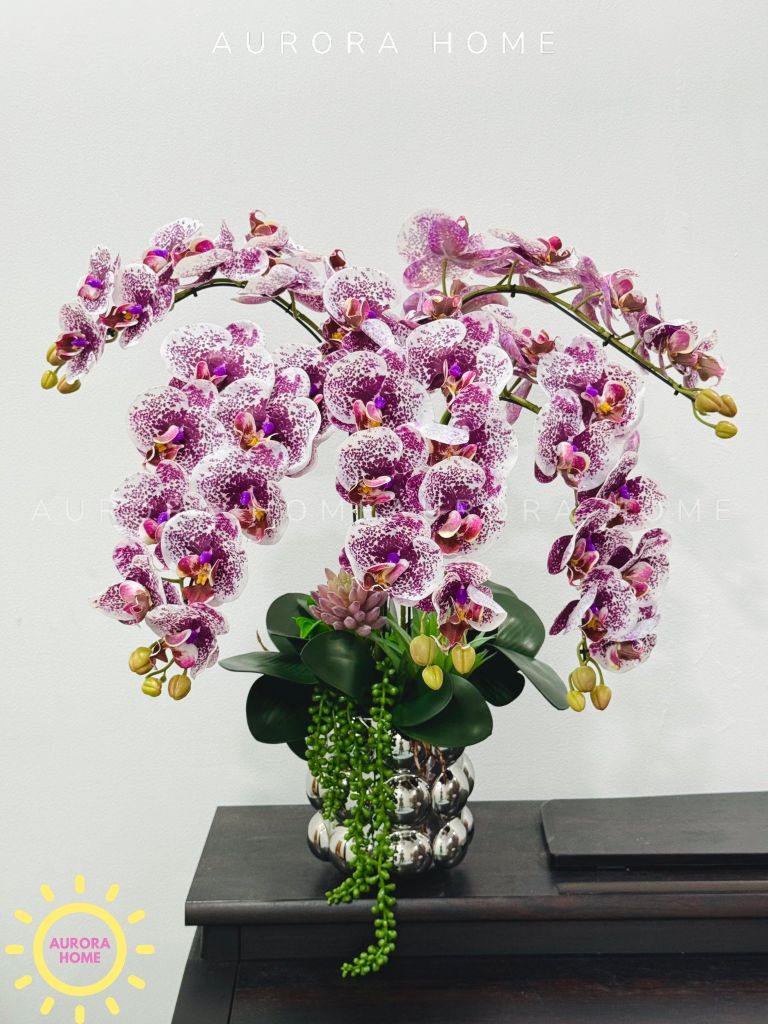 Chậu hoa lan hồ điệp Sơ Tình cao cấp