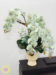 Chậu hoa lan hồ điệp Yên Cảnh cao cấp