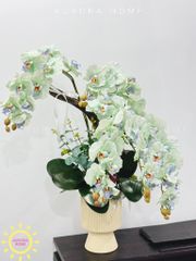 Chậu hoa lan hồ điệp Yên Cảnh cao cấp
