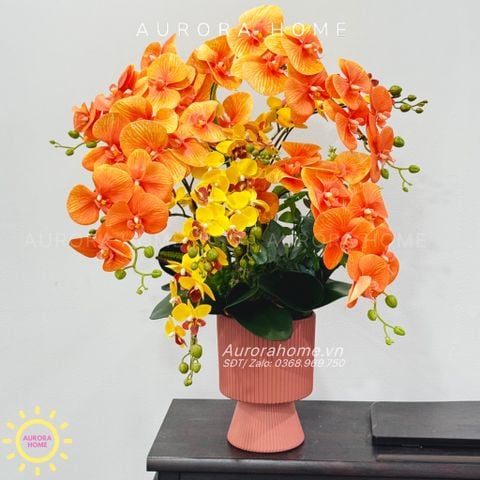 Chậu hoa lan hồ điệp Thiên Chương cao cấp