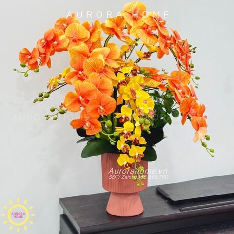 Chậu hoa lan hồ điệp Thiên Chương cao cấp