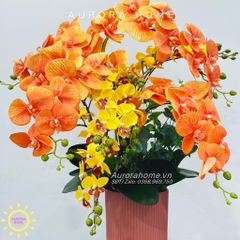 Chậu hoa lan hồ điệp Thiên Chương cao cấp