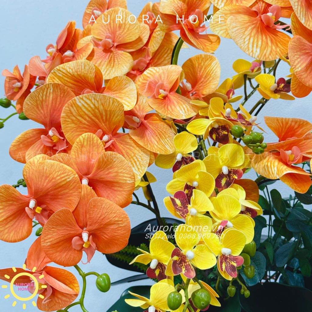Chậu hoa lan hồ điệp Thiên Chương cao cấp