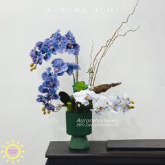 Chậu hoa lan hồ điệp Yển Nguyệt cao cấp