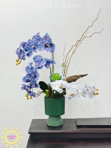 Chậu hoa lan hồ điệp Yển Nguyệt cao cấp