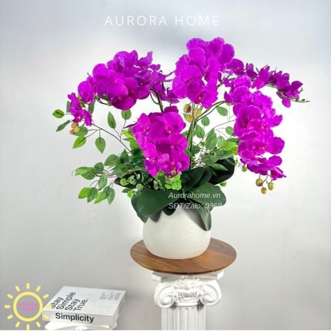 Chậu hoa lan hồ điệp Lạc Trân cao cấp
