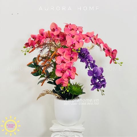 Bình hoa Lan Hồ Điệp Hola Hola tông hồng xinh đẹp