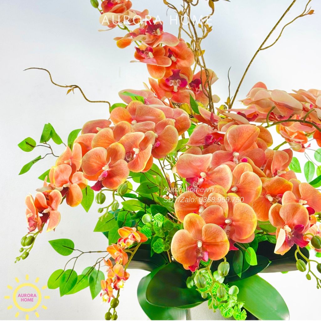 Chậu hoa lan hồ điệp Đông Quân sang trọng