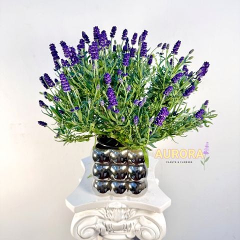 Chậu hoa lavender để bàn (Hoa tươi)