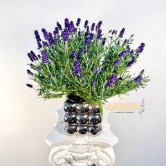 Chậu hoa lavender để bàn (Hoa tươi)