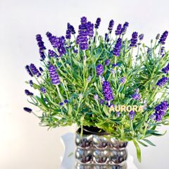 Chậu hoa lavender để bàn (Hoa tươi)