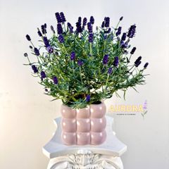 Chậu hoa lavender để bàn (Hoa tươi)