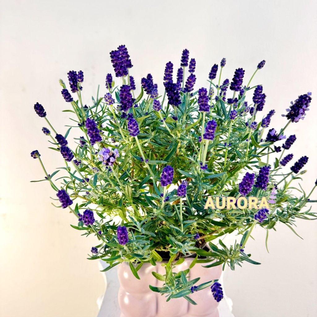 Chậu hoa lavender để bàn (Hoa tươi)