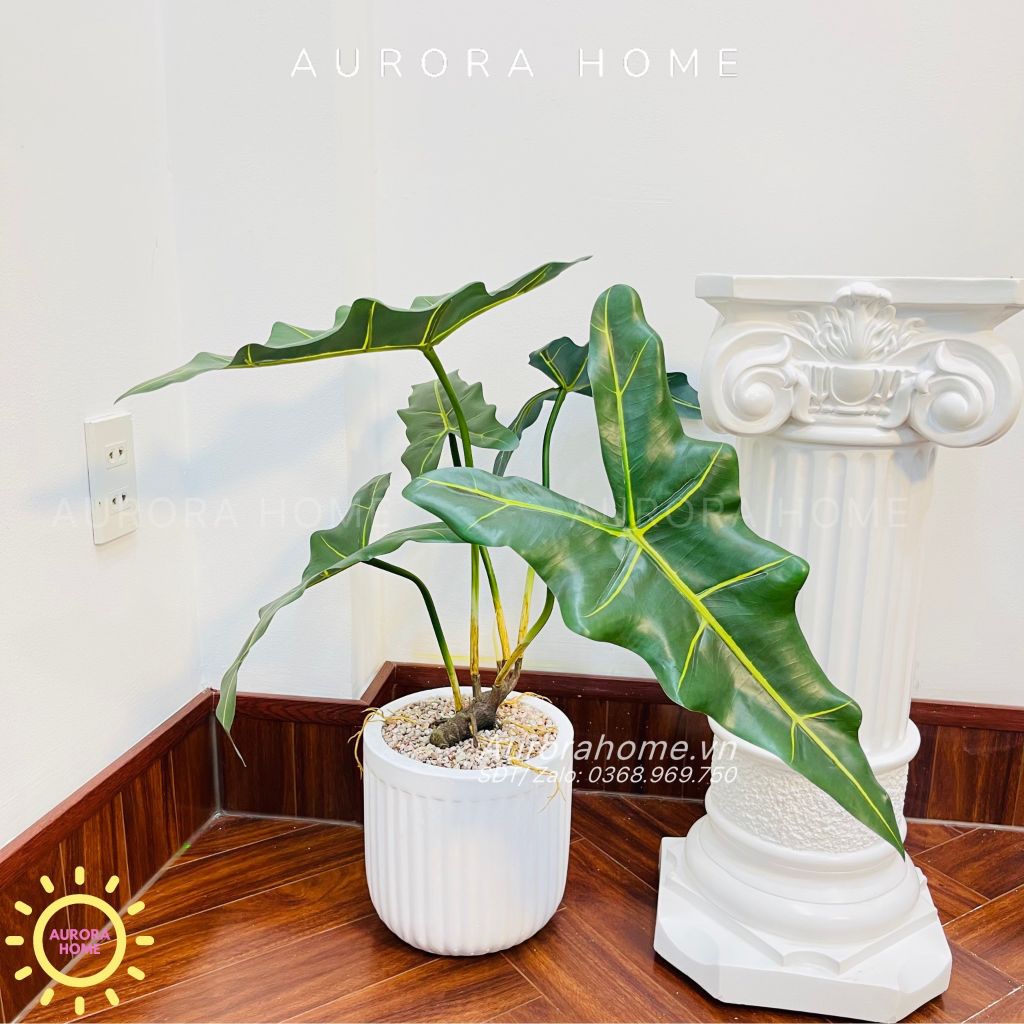 Chậu cây Môn Ngựa giả cao cấp