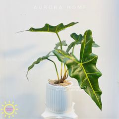 Chậu cây Môn Ngựa giả cao cấp