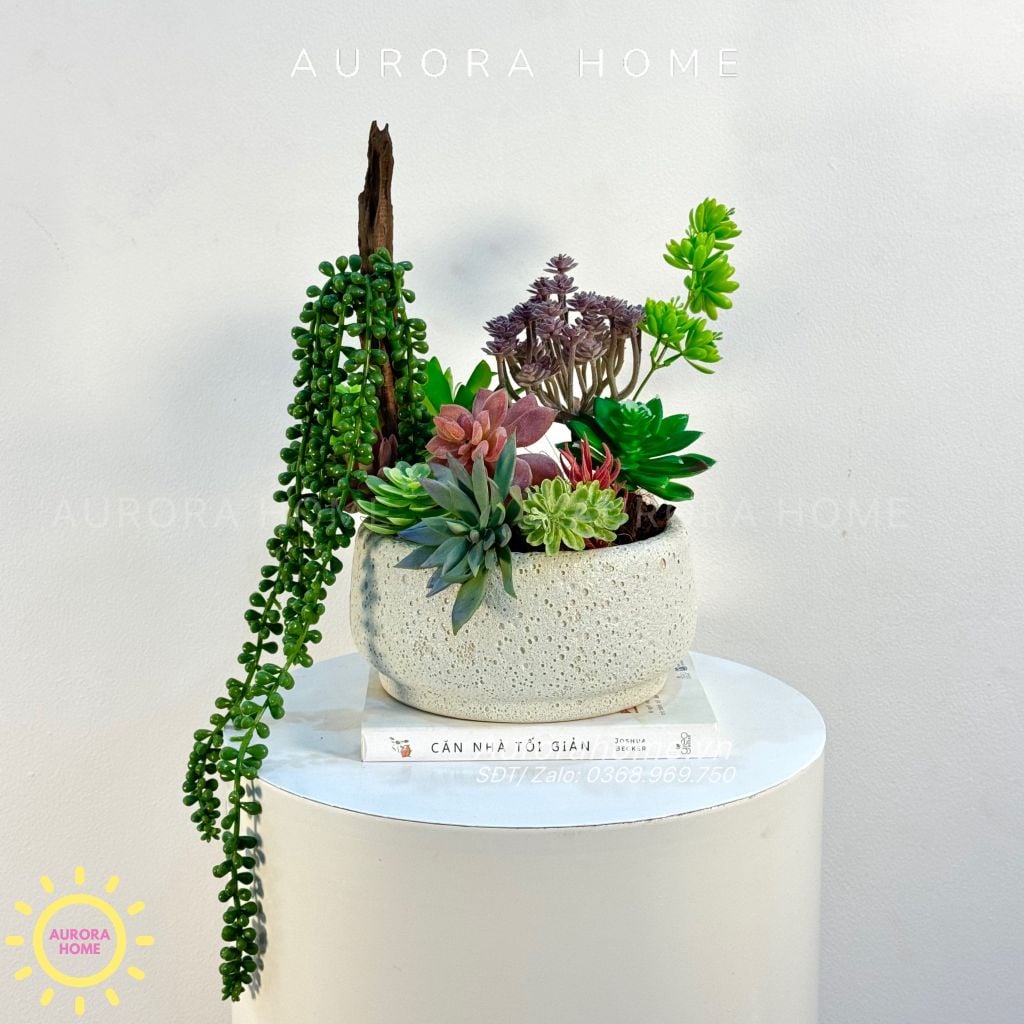 Chậu hoa sen đá thiết kế Mera mera