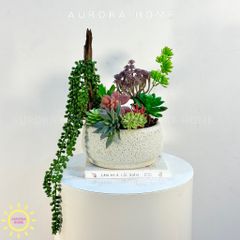 Chậu hoa sen đá thiết kế Mera mera