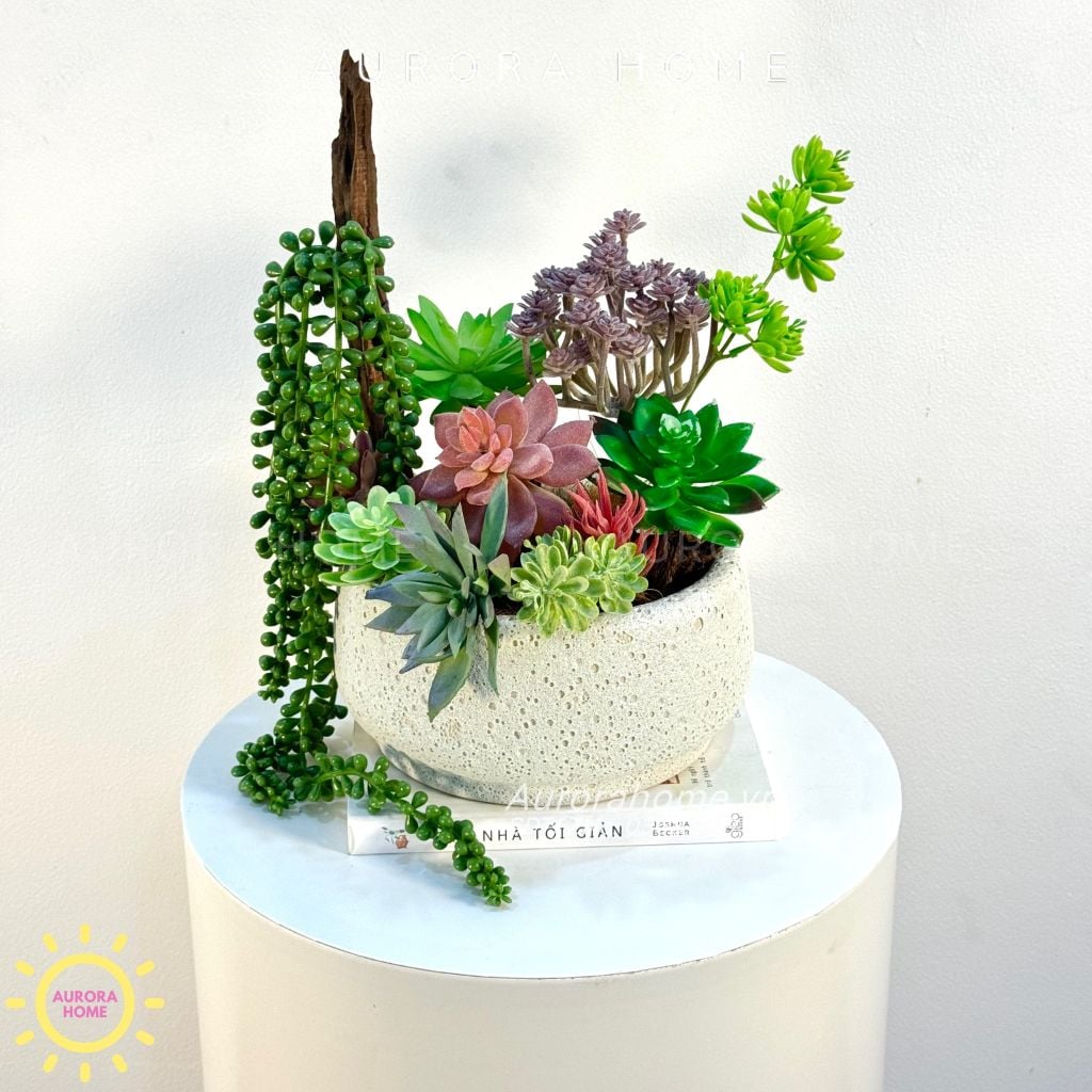 Chậu hoa sen đá thiết kế Mera mera