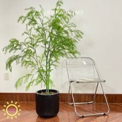 Chậu cây lá thông giả cao cấp trang trí nhà