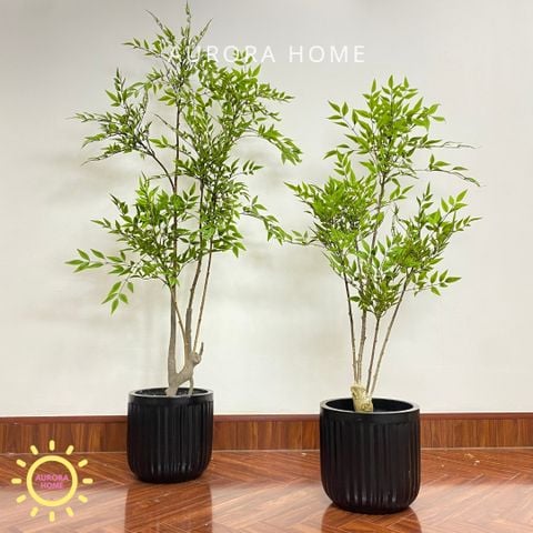 Chậu cây nam thiên trúc giả cao cấp trang trí nhà