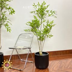 Chậu cây nam thiên trúc giả cao cấp trang trí nhà
