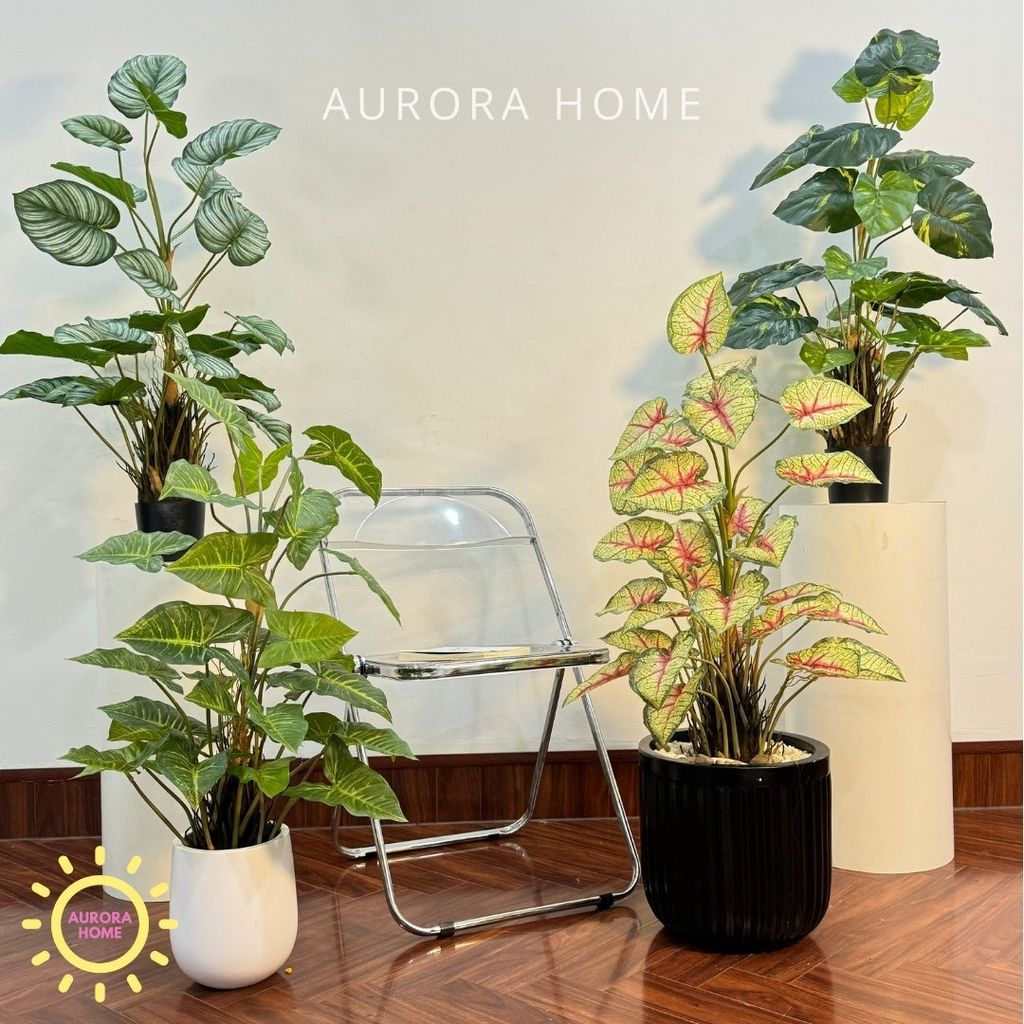 Chậu cây trầu bà trang trí văn phòng (size trung cao 90cm)