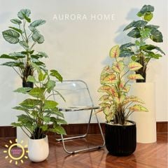 Chậu cây trầu bà trang trí văn phòng (size trung cao 90cm)
