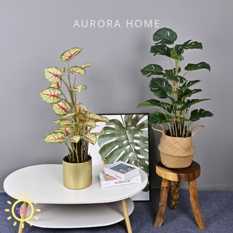 Chậu cây trầu bà trang trí văn phòng (size trung cao 90cm)