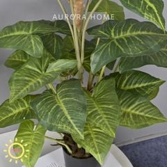 Chậu cây trầu bà trang trí văn phòng (size trung cao 90cm)