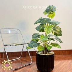 Chậu cây trầu bà trang trí văn phòng (size trung cao 90cm)