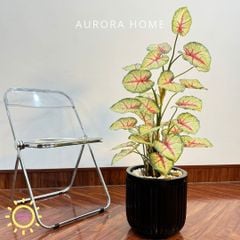 Chậu cây trầu bà trang trí văn phòng (size trung cao 90cm)