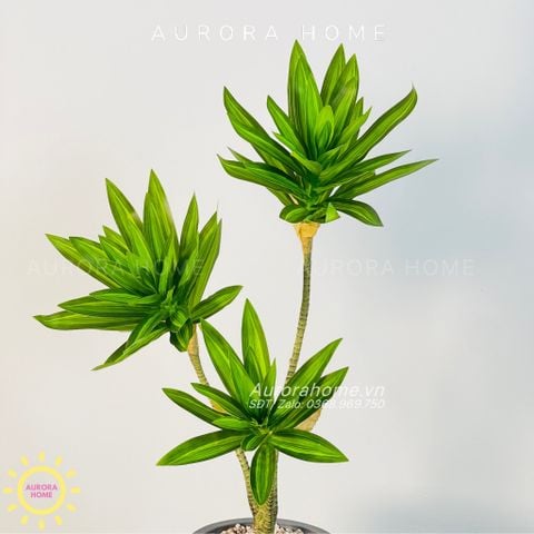 Chậu cây mini cây Thủy Trúc giả cao cấp