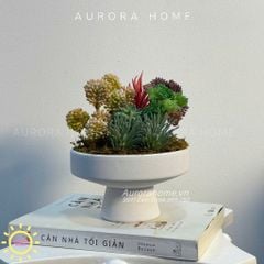Chậu hoa sen đá thiết kế Mila