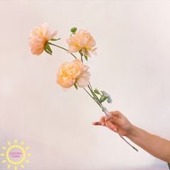 Hoa Đỗ Sen 03 nhánh