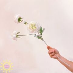 Hoa Đỗ Sen 03 nhánh