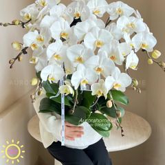 Chậu hoa lan hồ điệp giả tông trắng tinh khiết