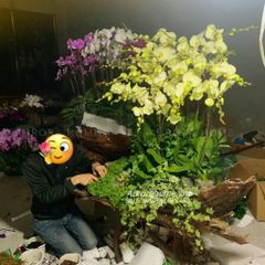 Chậu hoa lan hồ điệp giả VIP (Cắm phối theo yêu cầu)