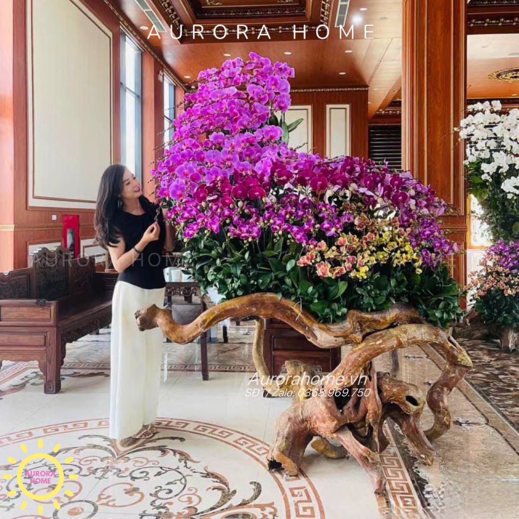 Tháp Lan Hồ Điệp Giả Cao Cấp (Cắm phối theo yêu cầu)