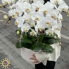 Chậu hoa lan hồ điệp giả tông trắng tinh khiết