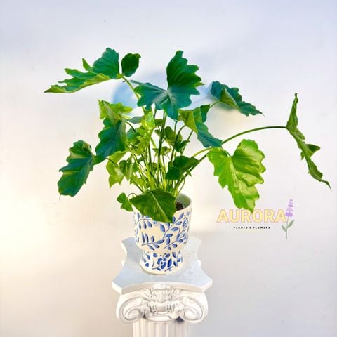 Chậu cây trầu bà xanh ngát (Cây xanh)