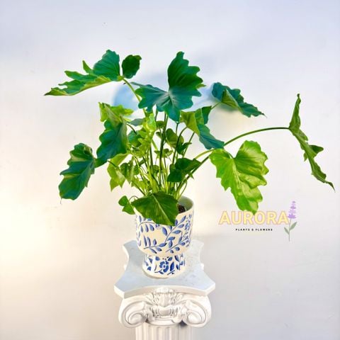 Chậu cây trầu bà xanh ngát (Cây xanh)